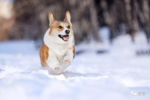 雪可爱爆料陈死狗视频下载,下载背后的真相与争议  第2张